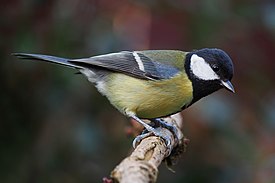 Большая синица (Parus major)