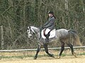 Poney français de selle lors d'un concours de dressage.