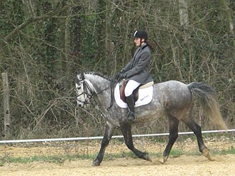 Dressage, 2009