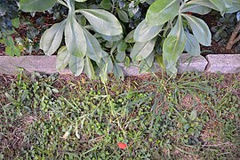 preuve que c'est bien la fleur qui correspond aux feuilles