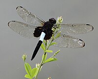 ♂