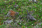 A ptarmigan and five chicks exhibit exceptional disruptive camouflage