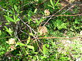 Florida azalea