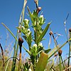 S. laurentianum: Photo of inflorescence taken 10 September 2007 in the Magdalen Islands, Gulf of Saint Lawrence, Québec, Canada.