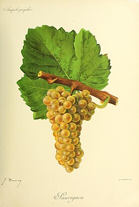 Sauvignon