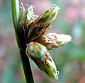 雄花序及び小穂 イヌホタルイ