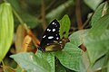 Semuliki NP, W. Uganda