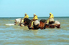 Plusieurs pêcheurs sur leurs chevaux côte à côte