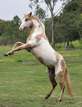 Mustang espagnol cabré