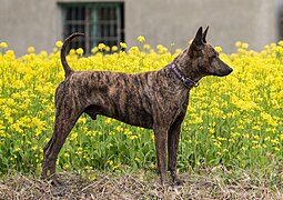 Perro de montaña de Formosa