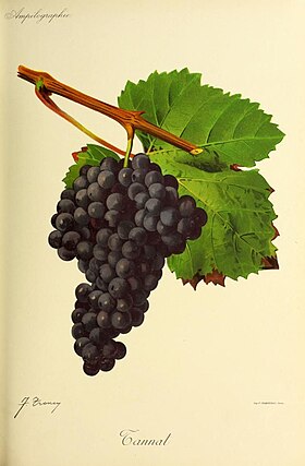 Tannat