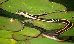 Description de l'image Thamnophis atratus (1).jpg.