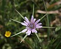 Квітка Tragopogon hybridus