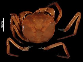 Holótipo de Trichodactylus petropolitanus no Museu Nacional de História Nacional, em Paris, na França