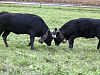 Deux vaches d'Hérens au combat