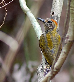 Дзьоган багійський (Veniliornis maculifrons)