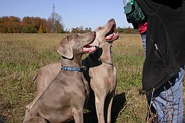 Lighter and darker fawn Weimaraners