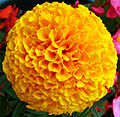 French marigold flower