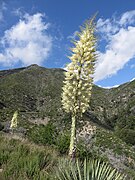 Yucca of Angeles National Forest in 2019