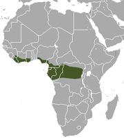 Gulf of Guinea coast and the Congo