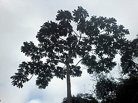 Cecropia hololeuca