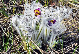 Сон (Pulsatilla)  ранньою весною