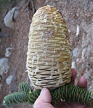 cone and foliage