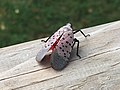 Aphaeninae: Lycorma delicatula (Spotted lanternfly)