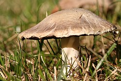 Agaricus campestris