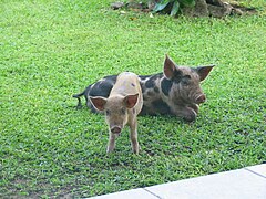 Puaka (cochons).