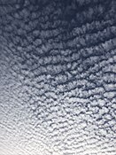 Altocumulus mackerel sky clouds over Burlington, Canada.
