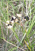 Fruto de Androstephium coeruleum