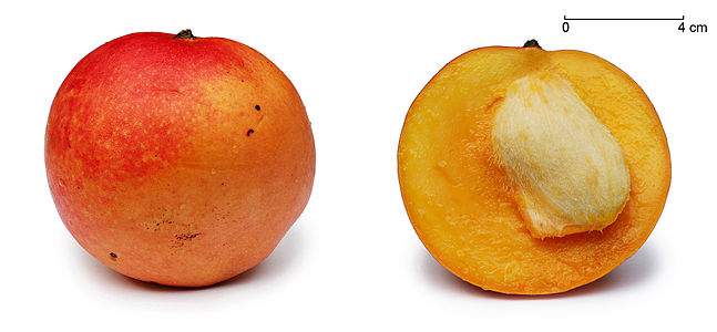 Apple mango, by Muhammad Mahdi Karim