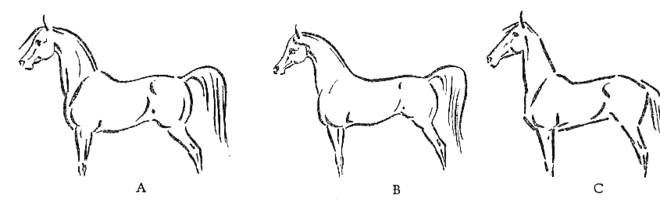 Trois dessins de chevaux