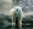 旭川市旭山動物園のホッキョクグマ（2009年8月）