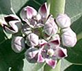 "Asclepias erosa" (?!) same picture with enlargement of the flowers.