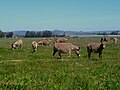 A meadow (pasture) maintained by grazing livestock.