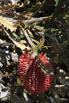 Description de l'image Banksia caleyi-2.JPG.