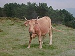 photo couleur d'une petite vache blonde à membres forts et allure farouche. Les cornes sont en lyre très aplatie.