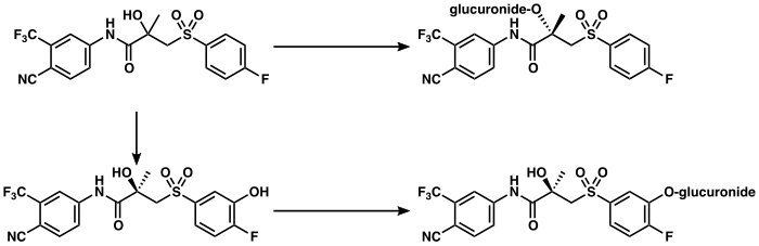 Graphic of bicalutamide metabolism in humans