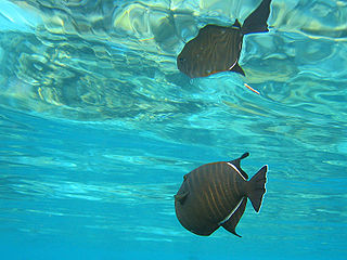 An Indian triggerfish and its total reflection in the water's surface