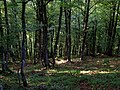 Le Bois de la Folie à Pouzauges.