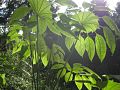 a wild and exotic botanical garden, Le Jardin Jungle Karlostachys, France