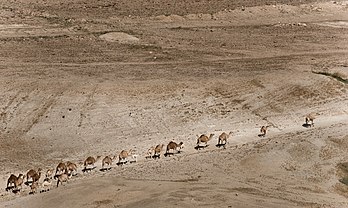 Troupeau de dromadaires dans la vallée du Jourdain. (définition réelle 3 666 × 2 195)