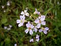 Arabidopsis arenosa