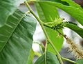 Japaninkastanjan (Castanea crenata) kukinto.