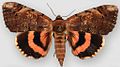 Catocala carissima carissima underwing