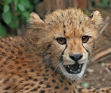 Cheetah, by Muhammad Mahdi Karim