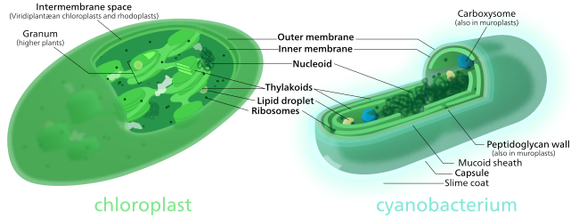 Comparison of chloroplasts and cyanobacteria showing their similarities. Both chloroplasts and cyanobacteria have a double membrane, DNA, ribosomes, and chlorophyll-containing thylakoids.