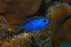 Tesourinha azul (Chromis cyanea)